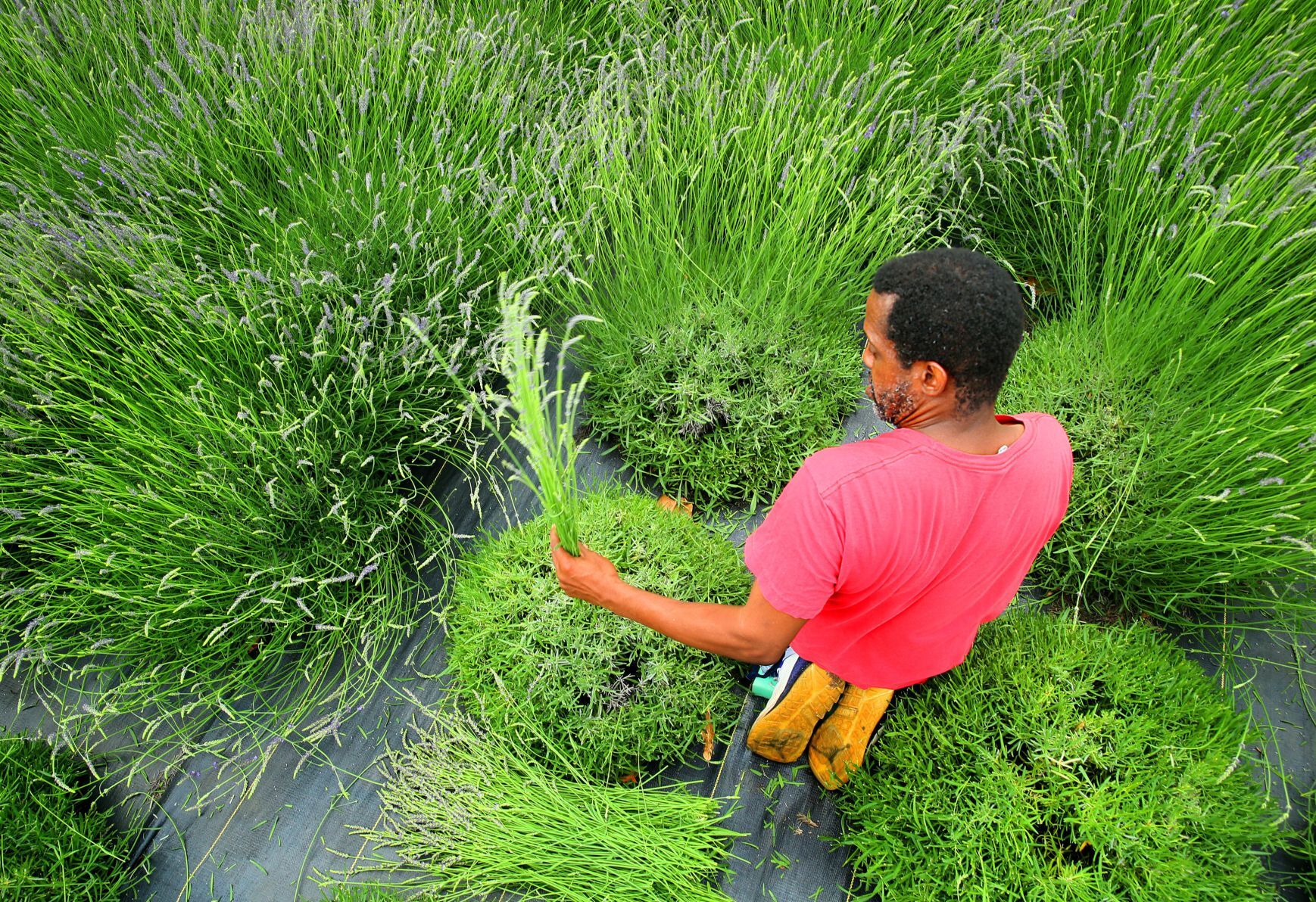Harvest time at College Hill Lavender farm